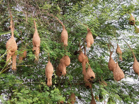 Dozens of hanging weaver bird nests clustered on tree branches, showing detailed natural craftsmanship and avian nesting behavior in rural or forest habitat