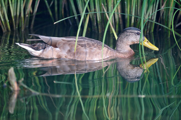 duck swimming in the water