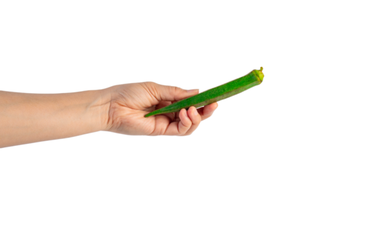 Fresh okra and hand isolated on transparent background