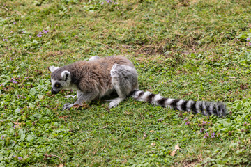 Ring-tailed lemur