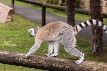 Fototapeta premium Ring-tailed lemur