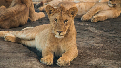 Young Lion Staring at Camera