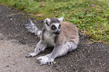 Ring-tailed lemur