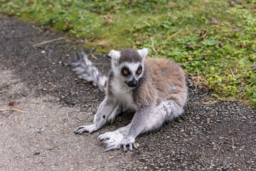 Obraz premium Ring-tailed lemur