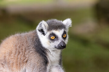 Ring-tailed lemur
