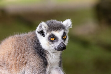 Ring-tailed lemur