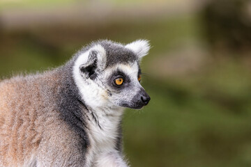 Ring-tailed lemur