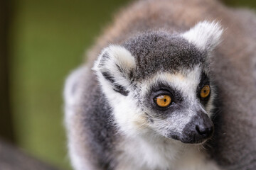 Ring-tailed lemur