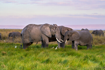 Close-Up of Elephants Grazing at Sunset in Amboseli National Park, Kenya