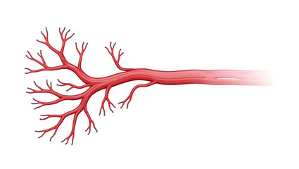 Anatomy & Physiology A diagram of microvascular network, isolated on white, showing capillary loops, arterioles, and venules for diabetes, wound healing (3)