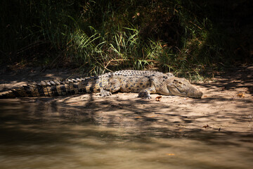 crocodile reptile river dangerous lurking