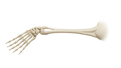 Anatomy & Physiology A human arm skeleton, extended, with radius and ulna crossed, isolated on white, ideal for movement mechanics and sports physiology diagrams