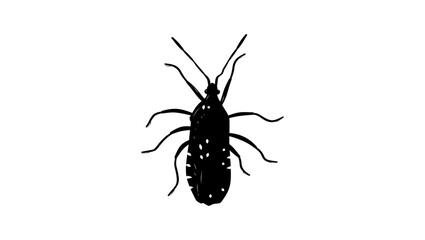 Squash bug symbol, black isolated silhouette