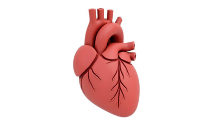 Anatomy & Physiology A human heart with coronary vessels highlighted, isolated on white, ideal for surgical planning, interventional cardiology(2)
