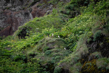 Four puffin birds are standing on the grass.