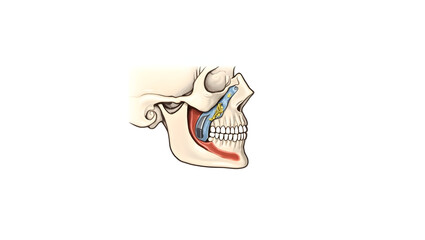 Anatomy & Physiology A medical diagram of the temporomandibular joint (TMJ), isolated on white, showing the condyle, articular disc, and surrounding ligaments(4)