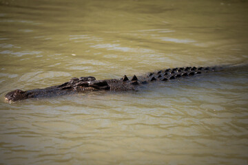 crocodile reptile river dangerous lurking