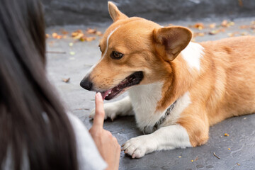 Corgi dog listening to owner in park