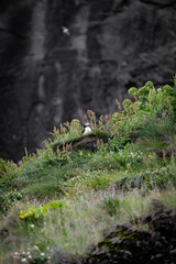 Obraz premium A puffin bird on the grass by the ocean cliff.