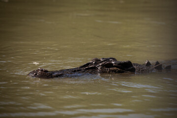 crocodile reptile river dangerous lurking