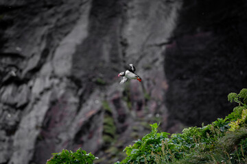 One puffin bird flying by the rock cliff.