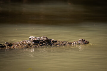 crocodile reptile river dangerous lurking
