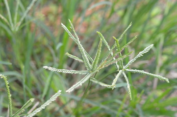 Macro shot of crowfoot grass highlighting unique seed head patterns, ideal for botany, ecology, and environmental learning.