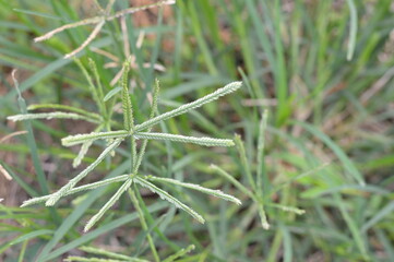 Wild crowfoot grass detail in daylight, showcasing its natural structure for science, biodiversity, and educational purposes.