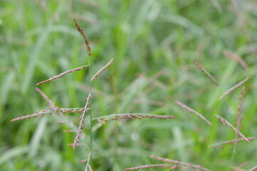 Macro view of Eriochloa procera showing slender stems and tiny purple seeds, ideal for ecology, botany, and agricultural research.
