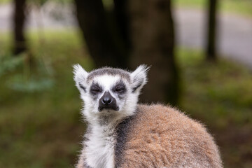 Ring-tailed lemur