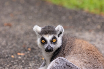 Ring-tailed lemur