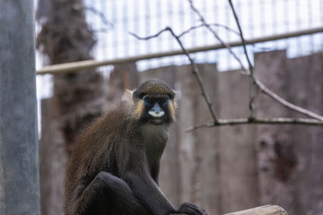Moustached guenon