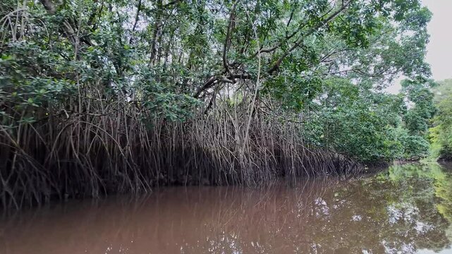 Boat trip on the Igarape do Urubu River, Delta das Americas, Ilha das Canarias, Brazil. Amazon Rainforest. South America