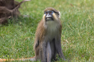 Moustached guenon
