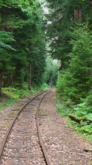 Train tracks winding through a lush green forest in a quiet setting