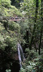 waterfall in the forest