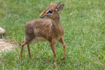 Dik-dik