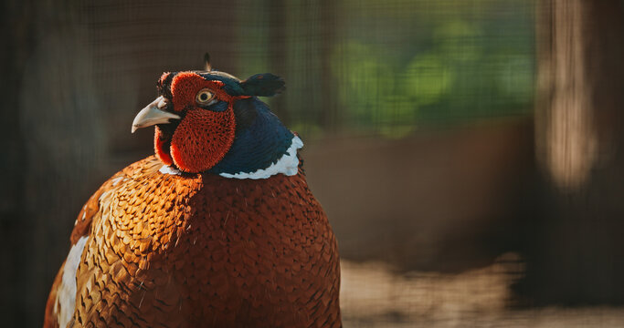 Male common pheasant - Phasianus colchicus, ring-necked pheasant, or blue-headed pheasant, is a bird in the pheasant family Phasianidae