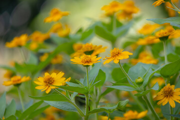 bright yellow Dahlberg Daisy (Thymophylla tenuiloba), also known as Golden Fleece or Pricklyleaf.