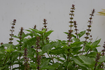 close-up showing the purple flower spikes and green leaves of Thai basil (Ocimum basilicum var. thyrsiflora)
