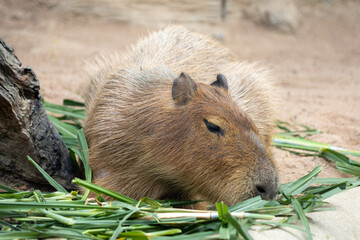 A large, brown capybara sits in a sandy enclosure, munching on a blade of grass.