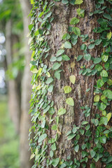Tree trunk covered with green creeping vines, with a blurred background of trees and greenery in a peaceful forest.