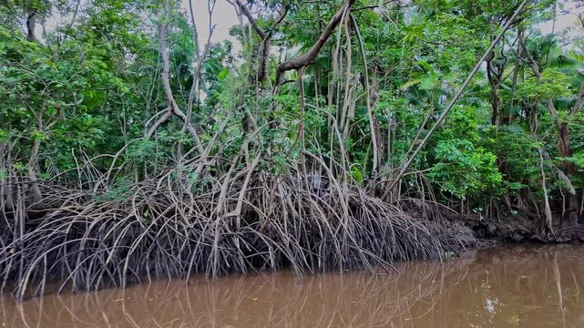 Boat trip on the Igarape do Urubu River, Delta das Americas, Ilha das Canarias, Brazil. Amazon Rainforest. South America