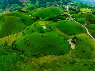 High angle view Rows of growing tea plantation at Long Coc mountains, Phu Tho province,Texture of Green tea leaf in northern Vietnam