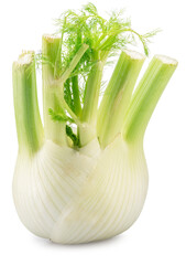 Florence fennel bulb isolated.