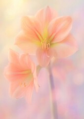 Obraz premium Delicate pastel amaryllis blossoms