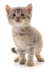Gray kitten isolated on white background