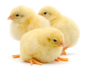 Three fluffy yellow broiler chicks isolated on white background