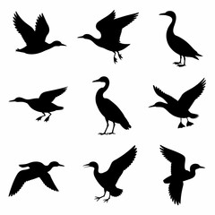 Fototapeta premium Collection of various bird silhouettes in flight and standing isolated on white background silhouette
