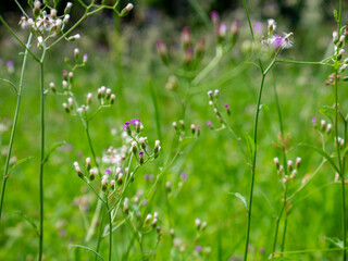 Field of Vernonia cinerea wildflowers with fresh green background in nature.